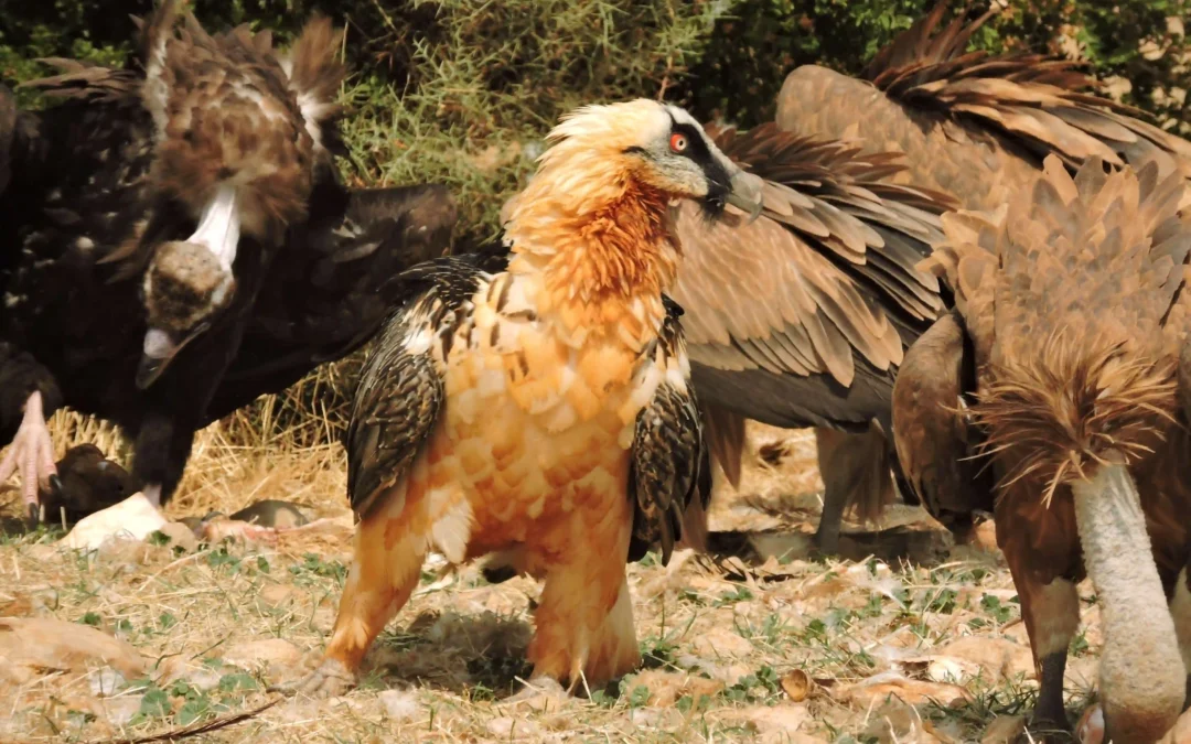 Trencalos observat del hide del Boumort, amb l'experiencia de turisme rural de l' allotjament e Cal Riol de Talarn sortida, experiencia fotogrfica de ^rapinyaires