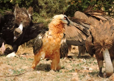 Trencalos observat del hide del Boumort, amb l'experiencia de turisme rural de l' allotjament e Cal Riol de Talarn sortida, experiencia fotogrfica de ^rapinyaires