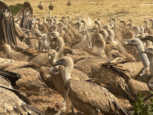 Photo from customer review