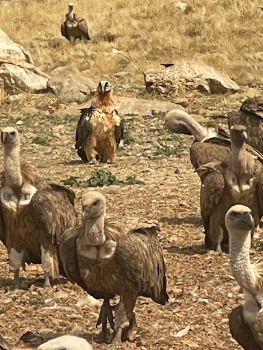 Photo from customer review