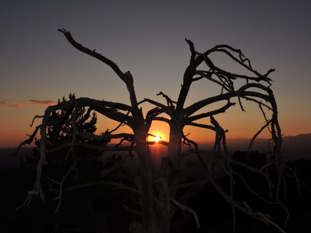 temps de brama al Boumort
