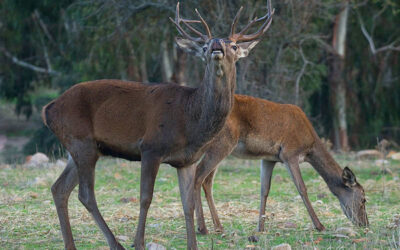 Safari fotogràfic a Boumort: observa la fauna salvatge des de Cal Riol (Talarn)