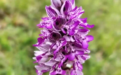 El paradís amagat dels fotògrafs: Orquídies silvestres al Pallars Jussà