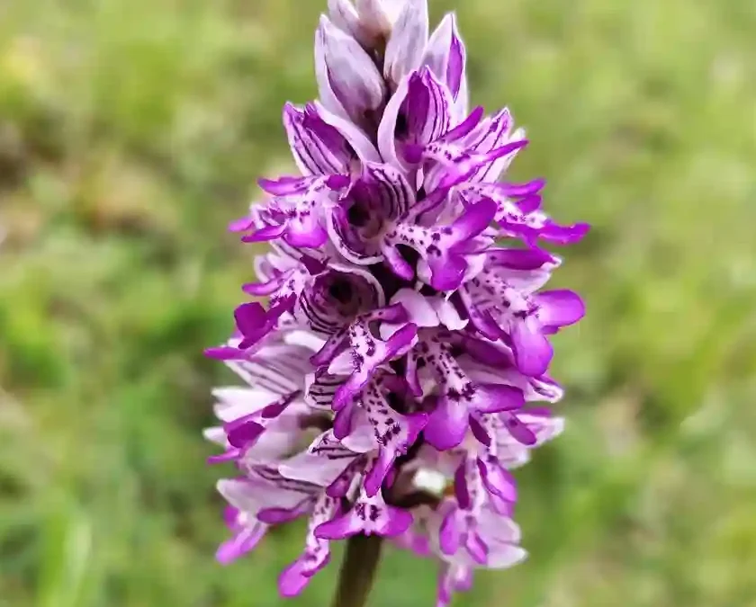 El paradís amagat dels fotògrafs: Orquídies silvestres al Pallars Jussà